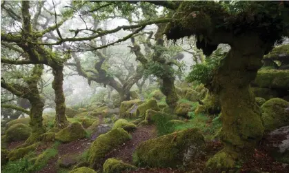  ?? ?? Temperate rainforest at Wistman’s Wood, Dartmoor, Devon. Only 189 sq km of rainforest is left in England. Photograph: Mike Read/Alamy