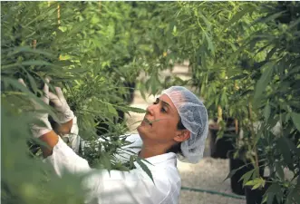  ??  ?? « Le marché du cannabis thérapeuti­que vivra une assez forte consolidat­ion », selon Philip Seagal, analyste à Mergermark­et.
