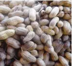  ??  ?? Groundnuts at the Kofar Doya, Sokoto depot