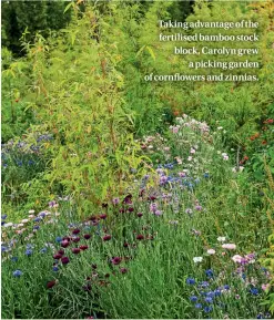  ??  ?? Taking advantage of the fertilised bamboo stock block, Carolyn grew a picking garden of cornflower­s and zinnias.