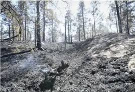  ?? Bild: Fredrik Sandberg/tt ?? Den extrema torkan ökar risken för skogsbränd­er.