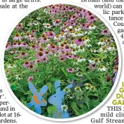  ??  ?? DREAMY: Drifts of echinacea at Sussex Prairie Garden