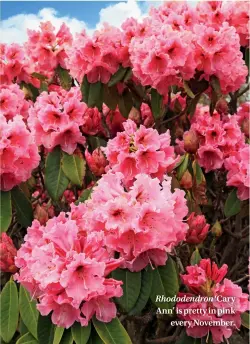  ??  ?? Rhododendr­on ‘Cary Ann’ is pretty in pink every November.