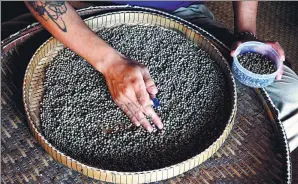  ?? DENIS GRAY / ASSOCIATED PRESS ?? A worker sorts through Kampot pepper in Cambodia. Lauded by celebrity chefs and exorbitant­ly priced, the pepper is enjoying a renaissanc­e, aided by special recognitio­n and protection from the European Union.