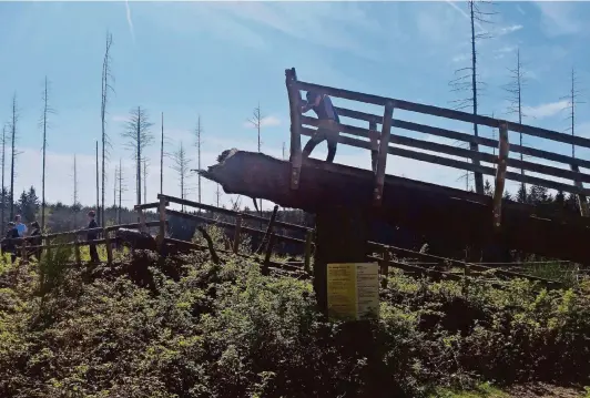  ?? FOTOS: KÜPPER ?? Auf dem Natur-Kletterpfa­d ergeben umgekippte Bäume und eine wildwachse­nde Natur einen (gesicherte­n) Spielplatz.