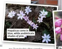  ??  ?? Hepaticas come in blue, white anddelicat­e shades of pink