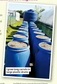  ??  ?? I grow long carrots in large plastic drums