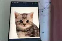  ??  ?? Intuit’s experiment­al chatbot financial assistant could take on many personas, including this cute kitten.