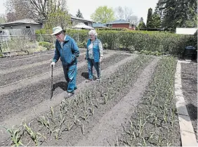  ?? CATHIE COWARD THE HAMILTON SPECTATOR ?? Win and Ted Czum survey the garlic in their vegetable garden.