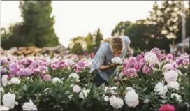  ?? MICHELE M. WAITE — CHRONICLE BOOKS VIA AP ?? This 2015 photo provided by Chronicle Books shows Erin Benzakein in a field of peonies, bursting in full bloom, at North Field Farm in Bellingham, Wash.