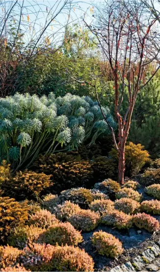  ??  ?? The bushy heads of Euphorbia characias wulfenii and clumps of Hebe ochracea ‘James Stirling’, pink-flowered Erica carnea ‘Ann Sparkes’ and Pinus mugo add softness around a paper bark acer.