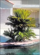  ?? Bob Morris ?? Palms, in general, are not a good choice to plant around pools.