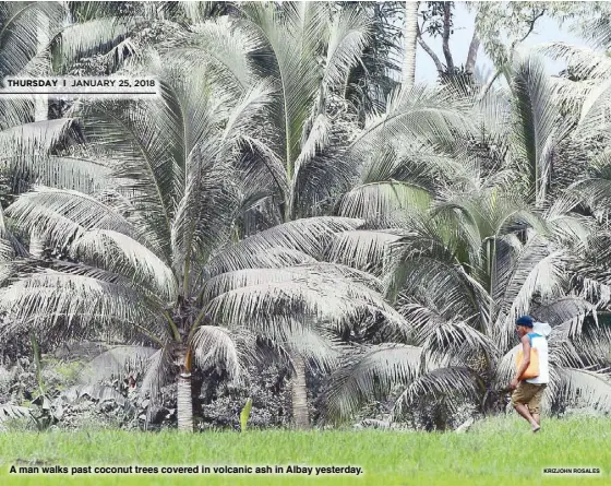  ?? KRIZJOHN ROSALES ?? A man walks past coconut trees covered in volcanic ash in Albay yesterday.