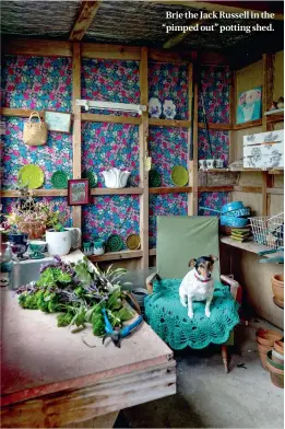  ??  ?? Brie the Jack Russell in the “pimped out” potting shed.