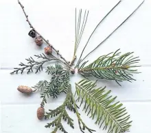  ?? DREW MONKMAN/SPECIAL TO THE EXAMINER ?? Clockwise from top - white pine, red pine, Norway spruce, balsam fir, white cedar, hemlock (both sides of needles), eastern red-cedar ( a juniper) with tiny needle leaves on main stem, tamarack.