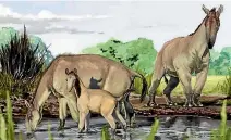  ?? IMAGE: AMERICAN MUSEUM OF NATURAL HISTORY ?? An artist’s rendition of Macrauchen­ia patachonic­a