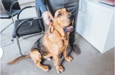  ?? FOTO: DPA ?? Hunde gehören in vielen Büros dazu. Bevor Arbeitnehm­er ihren Vierbeiner mitbringen, müssen sie aber ihren Chef fragen.