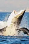  ?? COURTESY ?? Florida has more recorded shark attacks than any other state — 828 in recorded history, according to the University of Florida’s Internatio­nal Shark Attack File.