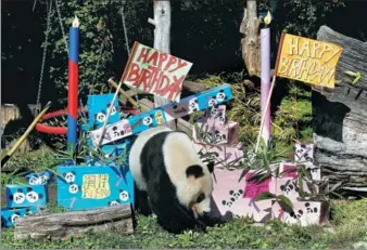  ?? HEINZ-PETER BADER / REUTERS ?? Giant Panda Yang Yang approaches parcels containing food on the occasion of her twin cubs’ first birthday at Schoenbrun­n Zoo in Vienna, Austria, on Monday.