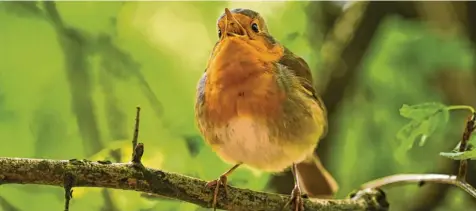  ?? Fotos: Arne Dedert, dpa ?? Ein singendes Rotkehlche­n. Wie das klingt? Kalle vom Youtube‰Kanal „Ornitholog­ie für Anfänger“erinnert es an einen plätschern­den Bach.