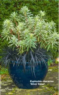  ?? ?? Euphorbia characias ‘Silver Swan’.