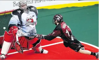  ?? LEAH HENNEL ?? Roughnecks goalie Frank Scigliano is off to a solid start in his first season as the starting goaltender for the NLL team, taking a 3-1 record into Sunday’s game against the Toronto Rock at the Saddledome.