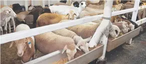  ??  ?? POSITIVE MOVE: The government has taken action on live sheep exports.