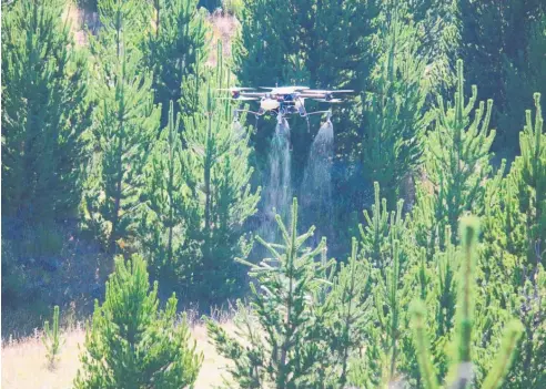  ?? ?? SPS Automation's novel dronebased spray system in action, controllin­g wilding pines.