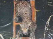  ?? HT PHOTO ?? Jackals, leopards, wolves, jungle cats, civets, and a sambar deer have been rescued from uncovered wells in Junnar forests near Pune in the past two years alone.