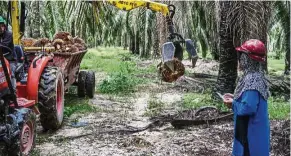  ?? — Bloomberg ?? Using machines: Workers using mechanisat­ion at the Bukit Senorang palm oil plantation, owned by United Malacca Bhd in Pahang.