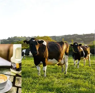  ??  ?? From cow to cappuccino, milk is perhaps coffee’s most overlooked ingredient