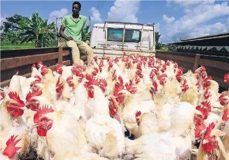  ??  ?? Alte Legehennen werden verladen, um sie als Suppenhühn­er auf den Märkten in Nigerias Hauptstadt Lagos zu verkaufen.