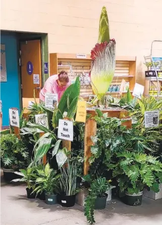  ?? JULIE GALLANT U-T COMMUNITY PRESS ?? The corpse flower stands tall in its planter box at Walter Andersen’s Nursery in Poway.