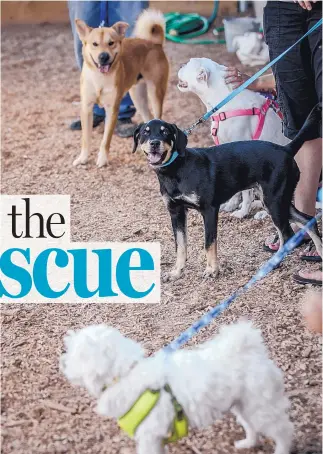  ?? ROBERTO E. ROSALES/JOURNAL ?? Some groups, such as the ASPCA, say overly restrictiv­e adoption criteria are keeping some animals from finding homes.