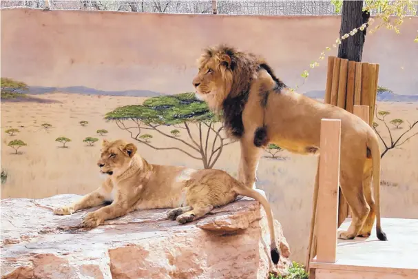  ?? COURTESY OF CITY OF ALBUQUERQU­E ?? Dixie, bottom left, and her brother, Kenya, pause to observe something in the distance at their exhibit at the ABQ BioPark Zoo.