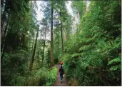  ?? MYUNG J. CHUN — LOS ANGELES TIMES ?? A family walks on Mill Creek Trail in Jedediah Smith Redwoods State Park in Crescent City in 2022.