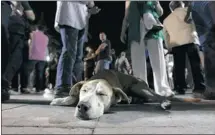  ?? Chris Ratcliffe, Bloomberg ?? A dog sleeps as people gather in Athens’ Syntagma square to celebrate the New Democracy party’s election victory Sunday.