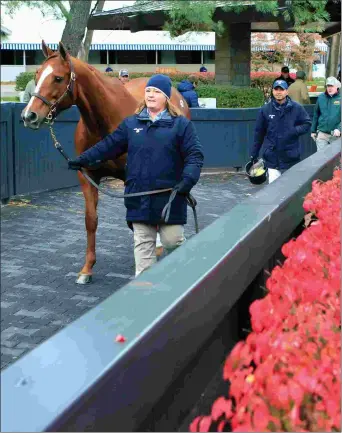  ?? KEENELAND PHOTO ?? Among the 4,509 horses cataloged for the Keeneland November breeding stock sale are weanlings by Tapit, War Front, and American Pharoah.