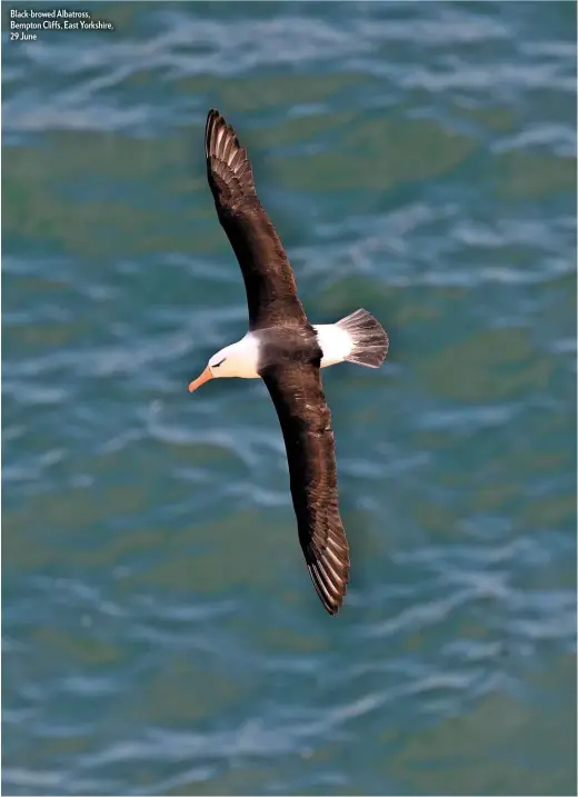  ??  ?? Black-browed Albatross, Bempton Cliffs, East Yorkshire, 29 June