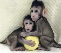  ?? AP ?? In this undated photo provided by the Chinese Academy of Sciences, cloned monkeys Zhong Zhong and Hua Hua sit together with a fabric toy.