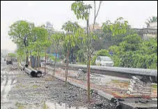  ??  ?? The roots of trees along the roads near Adharwadi Jail in Kalyan are covered in debris. RISHIKESH CHOUDHARY/HT