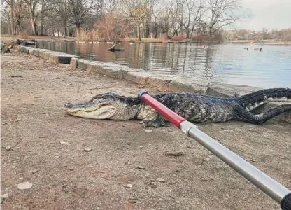  ?? NYC PARKS/AFP VIA GETTY IMAGES ?? A 4-foot alligator is tended to by Parks Enforcemen­t Patrol and Urban Park Rangers at Prospect Park in the Brooklyn borough of New York City on Feb. 19.