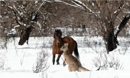  ?? Photograph: Brook Mitchell/Getty Images ?? A feral horse and a kangaroo in the Kosciuszko national park. The NSW government has signed offon a plan to reduce brumby numbers to 3,000.