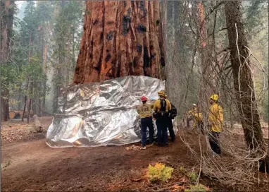  ?? PHOTO COURTESY OF SEQUOIA NATIONAL FOREST ?? Firefighte­rs take action to protect the Freeman Grove by wrapping the base of trees and doing clearing around other trees.