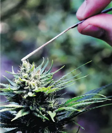  ?? DON RYAN / THE ASSOCIATED PRESS FILES ?? A hemp plant is pollinated at the Unique Botanicals facility in Springfiel­d, Ore. The Coca-Cola Company says that it’s “closely watching” the growth of the use of a non-psychoacti­ve element of cannabis in wellness drinks.