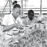  ?? CONTRIBUTE­D ?? Youth Environmen­tal Advocacy Programme ambassador for 2017-18 and student of Dinthill Technical High School, Nicole Pryce (left), and student Dwayne Thompson view seedlings on the school’s farm.