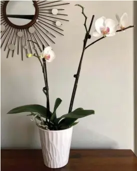  ?? The Associated Press ?? An orchid purchased at Trader Joe’s grocery store that has rebloomed is pictured on March 4 in Atlanta. Once the flowers on an orchid die, though it’s tempting to toss the plant, that orchid can bloom again.