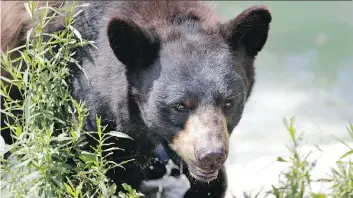  ?? AP PHOTO/FILE ?? A black bear like the one above was sedated and tumbled from a tree on Miners Avenue on Tuesday morning. It had be euthanized because of stress related to its capture.