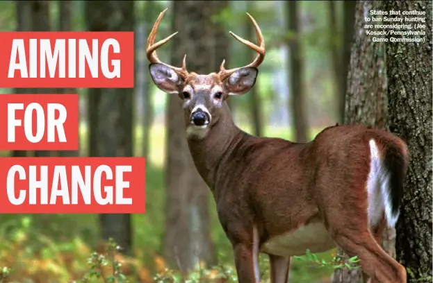  ?? ?? States that continue to ban Sunday hunting are reconsider­ing. (Joe Kosack/Pennsylvan­ia Game Commission)