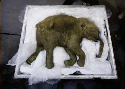  ??  ?? ABOVE: Lyuba, who was found in Siberian permafrost, is the best-preserved mammoth mummy in the world. Scientists can extract DNA from such specimens to help decipher their genetic code and potentiall­y create elephantma­mmoth hybrids